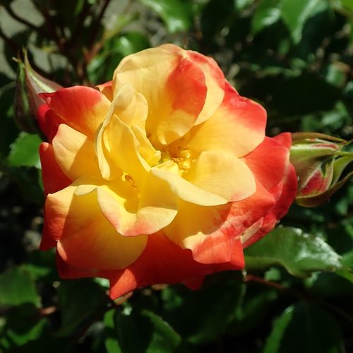 Rozenstruik - Webwinkel - floribunda roos - geel - rood - Rosa Firebird ® - zacht geurende roos - Tim Hermann Kordes - -